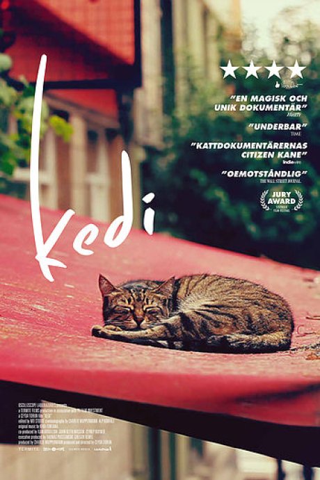 Kedi